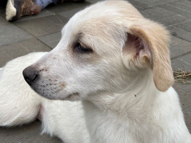 Jim e Jazz cuccioli simil labrador - Foto 4