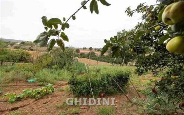 COLONICA di 8 vani e di 200 mq (MAGLIANO IN TOSCANA - POGGIO LA MOZZA) rif. 1017.163M - Foto 18
