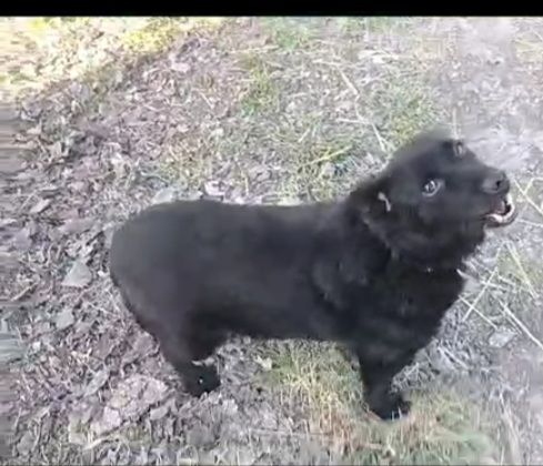 Lucky  8anni tg piccola nero PROV ALESSANDRIA - Foto 4