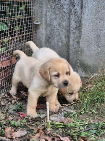 LABRADOR RETRIEVER CUCCIOLI - Foto 2