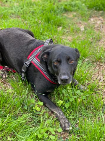 Amos da cucciolo vive in canile - Foto 10
