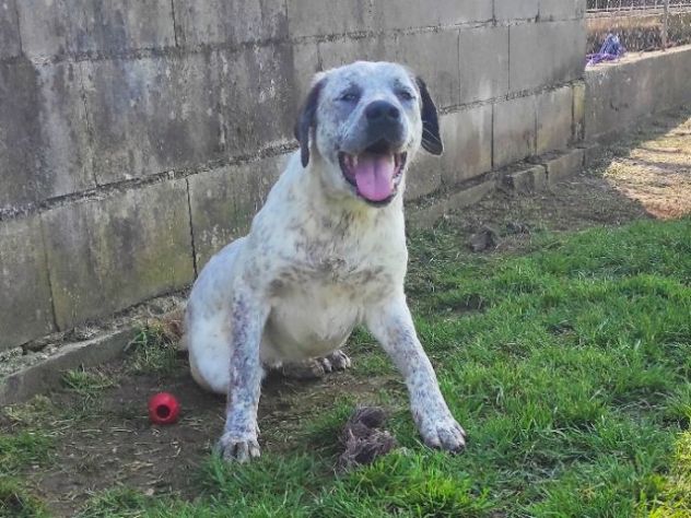 JAGO ADORABILE TENERONE: CANE IN ADOZIONE - Foto 5