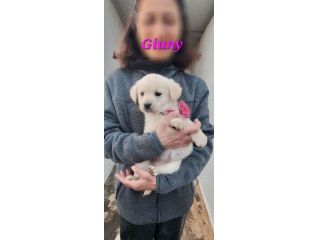 Simil labrador