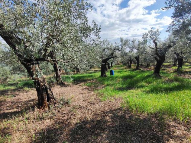 Uliveto in vendita a Guidonia Montecelio