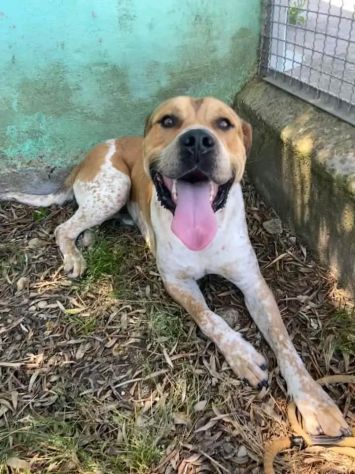 CASPER ALLERGRO E SOCIEVOLE; CANE IN ADOZIONE - Foto 3