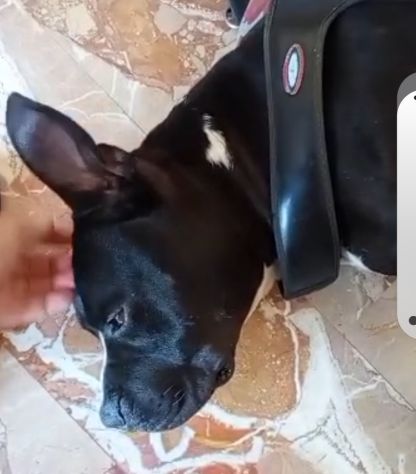Amstaff/Bully 3anni SFIGATO 4ABBANDONI,IN BOX H 24!MANTOVA URGENTEEEE - Foto 3