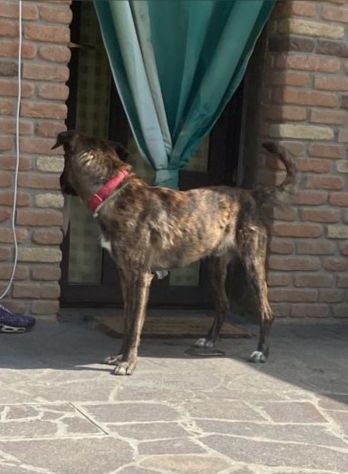 Marvin bellissimo cagnolone tigrato - Foto 4