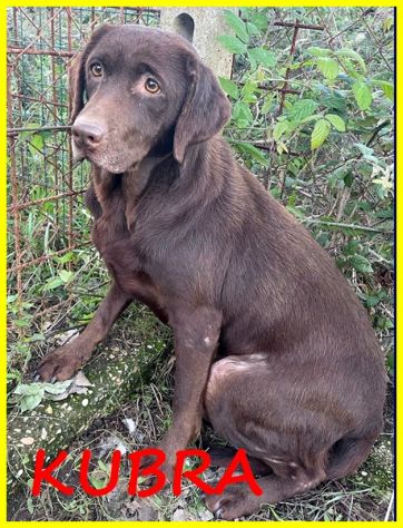 KUBRA labrador chocolate cieca e spaventata - Foto 6