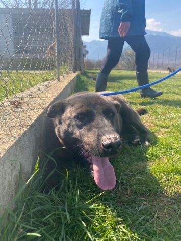 LEO, simil labrador, CANE IN ADOZIONE - Foto 2
