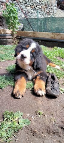 Cucciolo di bovaro del bernese - Foto 5