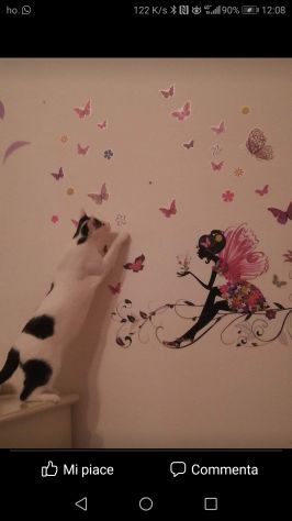 CAT SITTER - Foto 3