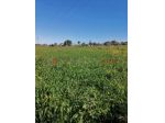 Terreno Agricolo - Reggio di Calabria . Rif.: Cod. rif 3312529VRG