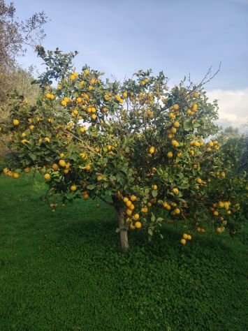 Limoni Biologici