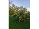 Limoni Biologici