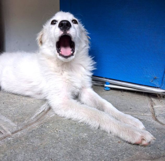 Ciao sono PIF, cucciolo col tartufo a forma di cuore