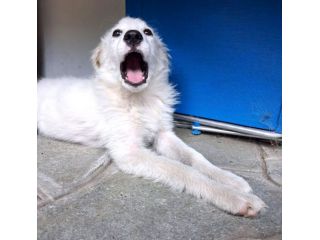 Ciao sono PIF, cucciolo col tartufo a forma di cuore