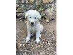 Beppe cucciolo