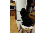 Cocker Spaniel (JOKER )