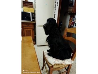 Cocker Spaniel (JOKER )