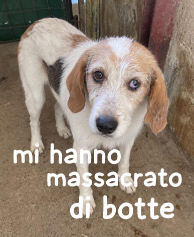 GASPARE 7 ANNI TAGLIA MEDIA - Foto 2