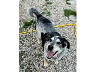 Mila 4 anni Taglia media