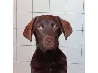 Cuccioli labrador  cioccolato