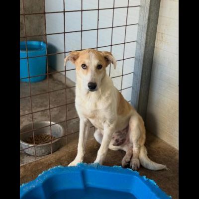 TIGROTTO E PIKACHU CUCCIOLI IN ADOZIONE - Foto 7