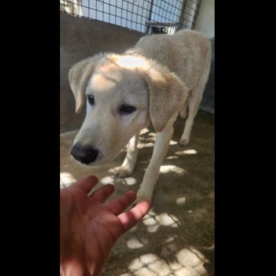 ETTORE L' OCCASIONE PER APRIRSI ALLA VITA CUCCIOLO IN ADOZIONE - Foto 2