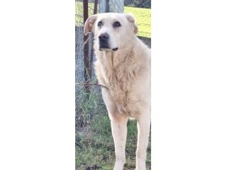 MARIA MERAVIGLIOSA e SOCIEVOLE, CANE IN ADOZIONE