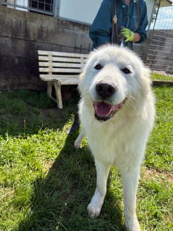 GAUDÌ -orsacchiotto travestito da cane-
