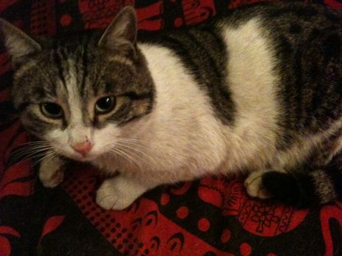 Dogsitter, catsitter, pensione cani casalinga ROMA: Acilia Axa Casal Palocco - Foto 5