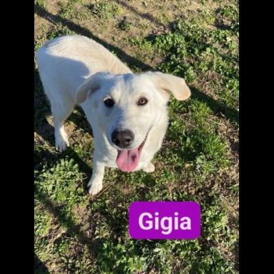 GIGIA E GIORGIA DOLCI E AFFETTUOSE CAGNOLINE IN ADOZIONE - Foto 2