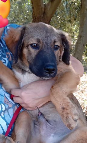 GIGIA E BEAU, 3 MESI (01/07/26), TAGLIA MEDIA, TROVATI IN CAMPAGNA, CERCANO CASA - Foto 4