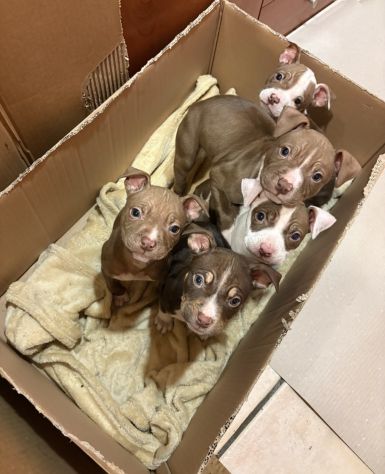cuccioli di pitbull