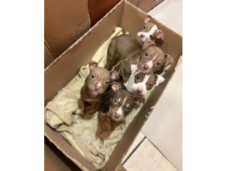 cuccioli di pitbull
