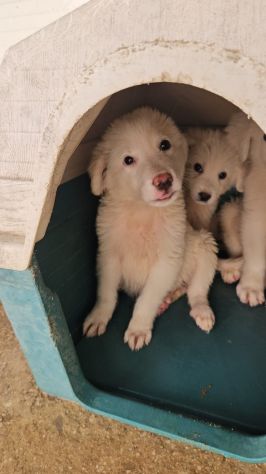 Lella: 3 mesi taglia media - Foto 4