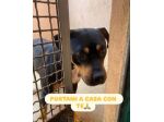JANETTE molto socievole e dinamica cane in adozione