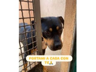 JANETTE molto socievole e dinamica cane in adozione