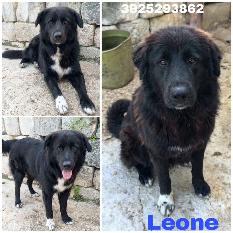 IL MERAVIGLIOSO LEONE IN CERCA DI UNA FAMIGLIA