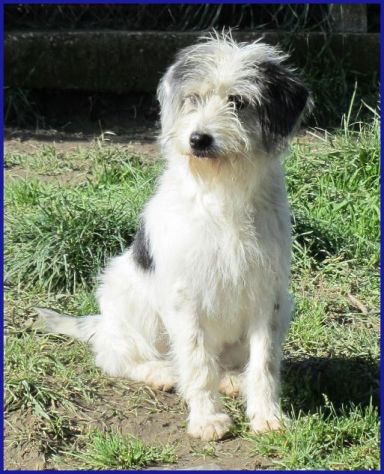 MANNAGGIA simpatica cucciolona similspinoncina - Foto 4