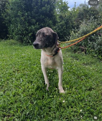 Luna 2anni tg grande ok gatti rinata! ROMA - Foto 4
