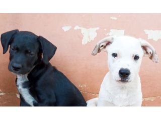 Milo e Ricky dolcissimi cuccioli in adozione