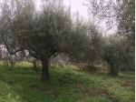 Agricolo in vendita a Sacrofano
