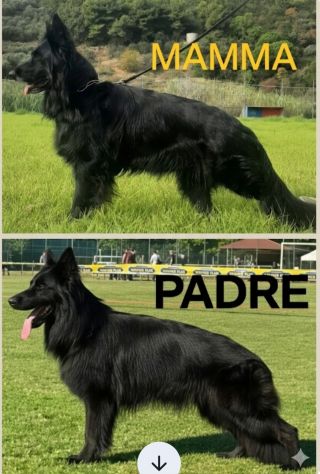 Cuccioli Pastore Tedesco pelo lungo - Foto 3