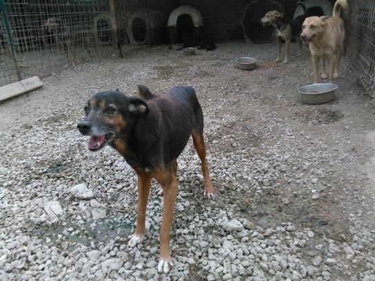 VIVO, tenero canuzzo - Foto 4