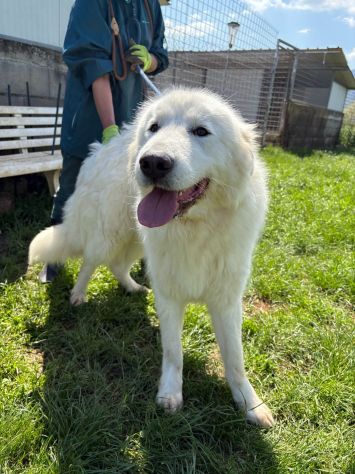 GAUDÌ -orsacchiotto travestito da cane- - Foto 2