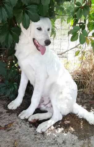 MUFFIN 4-5anni dolce allegro speranzoso - 20kg - Foto 3