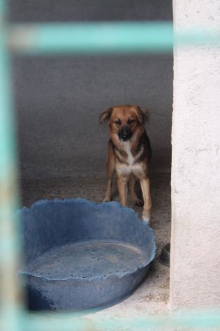 FRECCIA 4 ANNI 12 kg circa IN CANILE - Foto 3