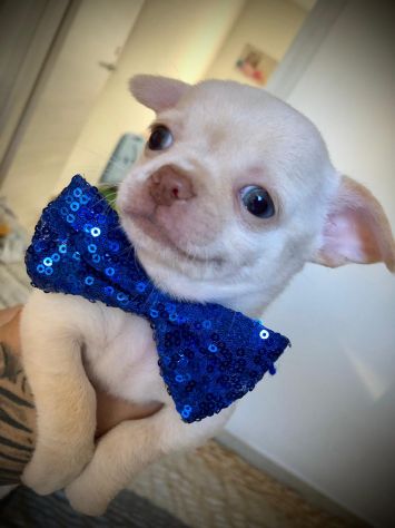 Chihuahua cuccioli - Foto 5