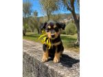 Regalo cuccioli taglia medio piccola